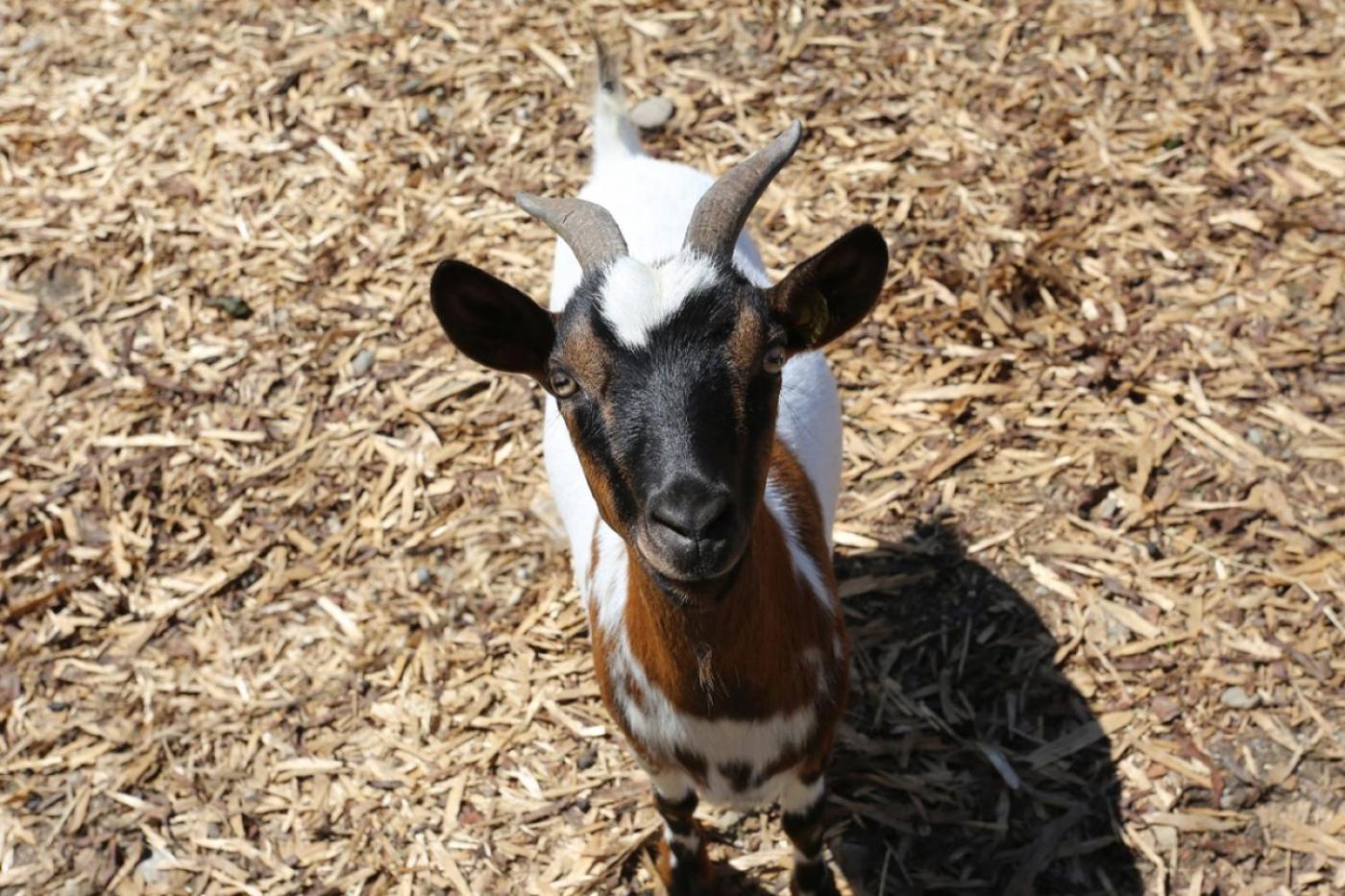 Lerchnhof Séjour à la ferme *