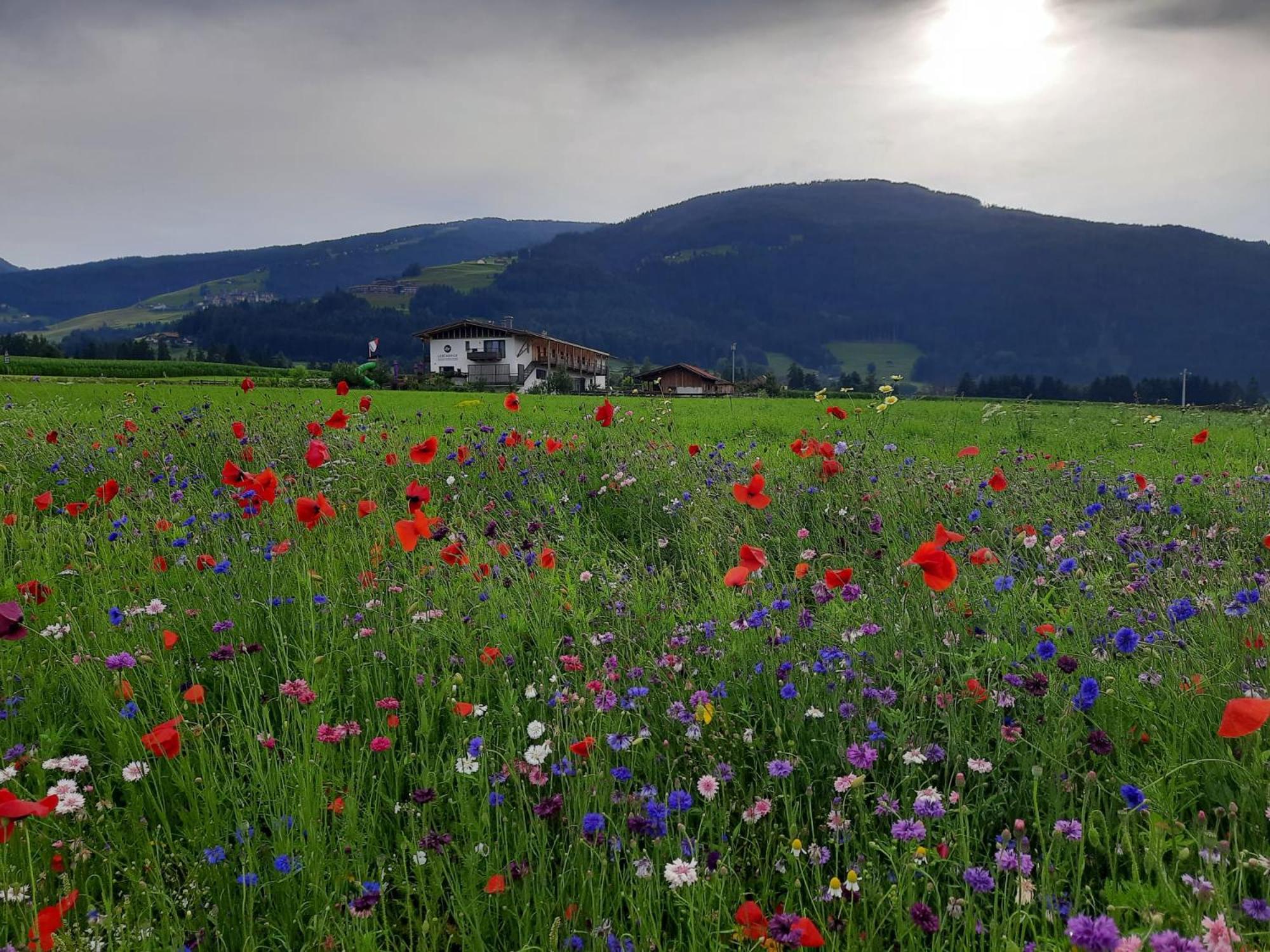 Farm stay Lerchnhof Olang